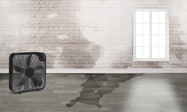 Best Fire Damage Restoration  in Inesville, GA